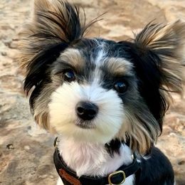 Thunder - Black tan and white male Biewer Terrier puppy in Little Elm, Texas from Lilly's Biewer Terriers