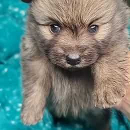 Boy 1 - Orange sable male Pomeranian puppy in Tulsa County, Oklahoma from CP Kennels