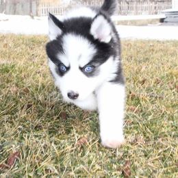 Pomsky Puppies from Fox Meadow Pomskies