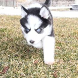 Pomsky Puppies from Fox Meadow Pomskies