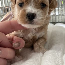 Pink collar reserved dockins family - Apricot female Maltipoo puppy in Fredericktown, Missouri from Doodle Pups Fur-Ever