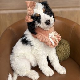 Hayden - Tri-color female Bernedoodle puppy in Perrysville, Ohio from Pleasant Valley Bernedoodles