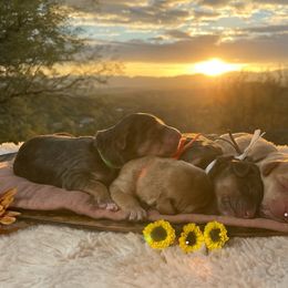 Goldendoodle puppies from Fire Sky Kennels