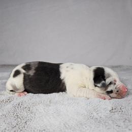 Rocky - Blue merle male Catahoula Leopard Dog puppy in Doerun, Georgia from Twig & Tail Puppies
