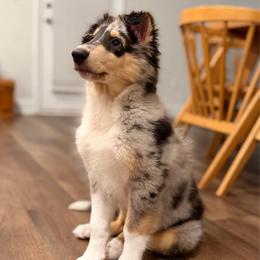 Garnet - Blue merle white and tan male Collie puppy in Carencro, Louisiana from Cajun Bayou's Collies LLC