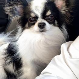 Julio - Chihuahua