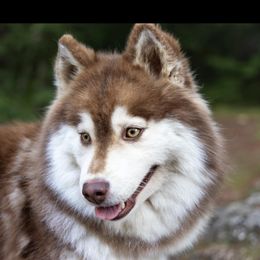 River - Pomsky