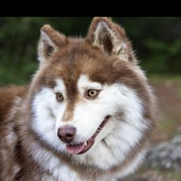 River - Pomsky