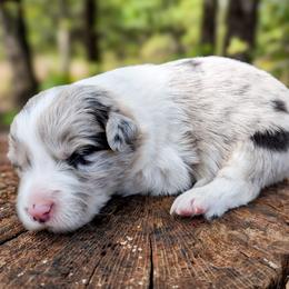 AKC Blue Merle Girl 2 - Blue merle female Border Collie puppy in Noble, Oklahoma from CheckItOut Border Collies