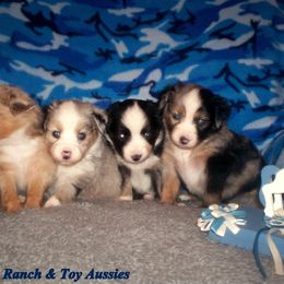 Toy Australian Shepherd Puppies from Flying Walker Toy Aussies