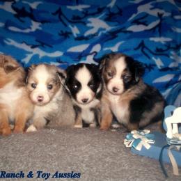 Toy Australian Shepherd Puppies from Flying Walker Toy Aussies