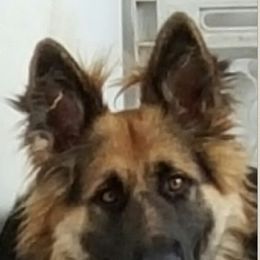 Belle - German Shepherd