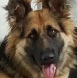Belle - German Shepherd