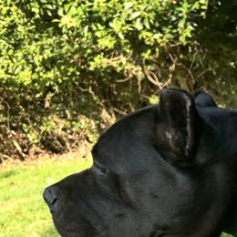Ivy - Black female Cane Corso puppy in South Carolina from Spagnolo Cane Corso
