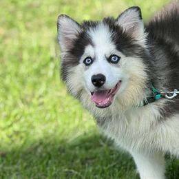 Bravo - Gray and white male Pomsky puppy in Lewiston, Minnesota from Family Pomsky