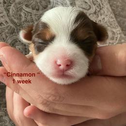 Cinnamon - Parti female Yorkshire Terrier puppy in Forest, Virginia from Majestic Touch Kennels and Pet Services