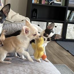 Chihuahua Puppies from Keljim's Chihuahuas