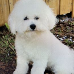 Star - Bichon Frise