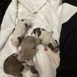 Boston Terrier Puppies from Bluffview Boston
