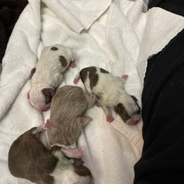 Boston Terrier Puppies from Bluffview Boston