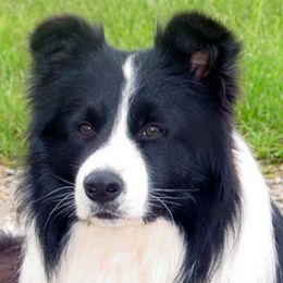 Border Collies from Majestic Border Collies