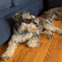 Stewart - Miniature Schnauzer