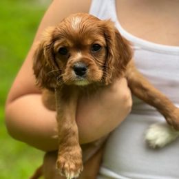 Cinnamon - Ruby female Cavalier King Charles Spaniel puppy in Kirksville, Missouri from Royal Country Cavaliers of Missouri