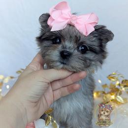 Korean Babydoll Bellflower - Merle female Morkie puppy in Barren Springs, Virginia from Seeking Shalom Acres Maltese, Maltipoos & Havamalts