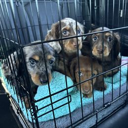 Dachshund Puppies from Ruby Desert Doxies
