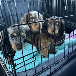 Dachshund Puppies from Ruby Desert Doxies