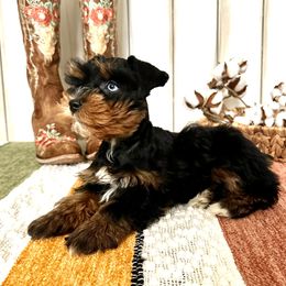 Miniature Schnauzer Puppies from Dixie Pearl Schnauzers