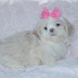 PIPPA - Shih Tzu