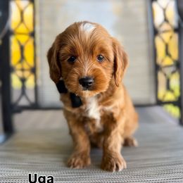 Uga - Red  male Goldendoodle puppy in West Haven, Utah from Split Mountain Doodles