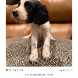 Oakley - Black and white female English Springer Spaniel puppy in Arcadia, Florida from Redemption Fields Springer Spaniels