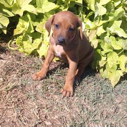 Maggie - Red wheaten female Rhodesian Ridgeback puppy in Carney, Oklahoma from River Run Parson Russell terriers & River Run Ridgebacks