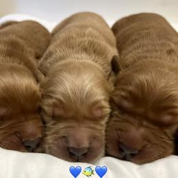 Golden Retriever Puppies from Golden Bunns Retrievers