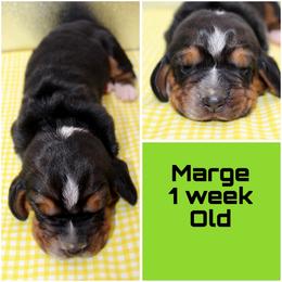Marge - Black brown and white female Basset Hound puppy in Jacksboro, Texas from Basset Hounds of Jacksboro, Tx