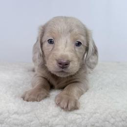 Zion - Dapple male Dachshund puppy in Sonora, California from HEFFERNAN HOUNDS