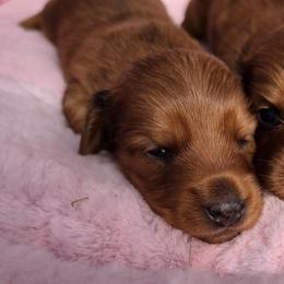 Phantom whisper AKC available - Dapple male Dachshund puppy in Bristol, Tennessee from It's Mini Wieners Baby