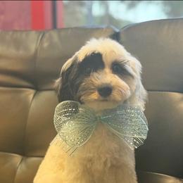 Koda - Black and white male Sheepadoodle puppy in Saint Cloud, Florida from Rising Star Kennels