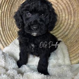 Caroline - Phantom female Goldendoodle puppy in Cleveland, Georgia from The O.G. Doodles