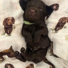 Little Boy - Dark brown male Boykin Spaniel puppy in Bowling Green, Kentucky from Drakes Creek Boykins LLC