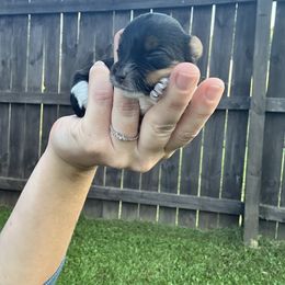 Girl 2 - Parti female Yorkshire Terrier puppy in Cullman, Alabama from Little Bark Partí Yorks