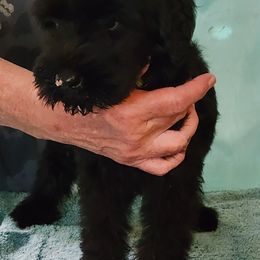 Girl 1 - female Giant Schnauzer puppy in Kokomo, Indiana from Tailwind Giant Schnauzers