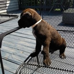 Cane Corso Puppies from Knepper Cane Corsos