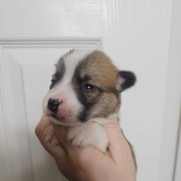 Winnie - White and red female Pembroke Welsh Corgi puppy in Tomball, Texas from Larsen Loved Corgis