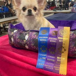 Chihuahua All Grown Up from XO Chihuahuas