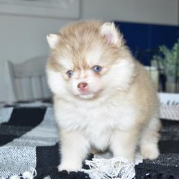 Glossy - Chocolate female Pomsky puppy in Chino Valley, Arizona from Rose Peek Pomskies