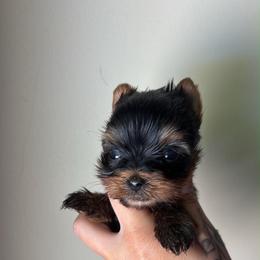 Red boy - Black and tan male Yorkshire Terrier puppy in Cornelia, Georgia from Kruz Kennels