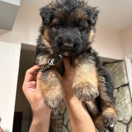 AKC Black Boy - Black and red male German Shepherd puppy in Bakersfield, California from Aguirre Farm